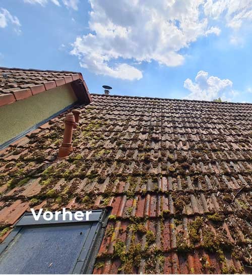 Dachziegel vor der Reinigung, stark bemoost